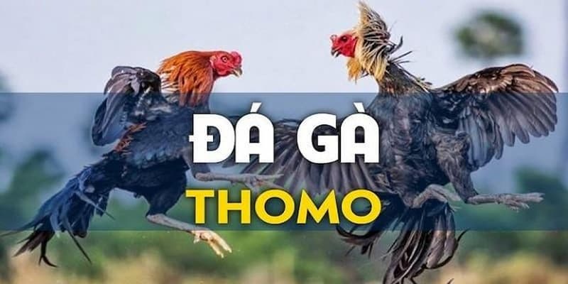 Tìm hiểu sơ lược về Đá gà Thomo