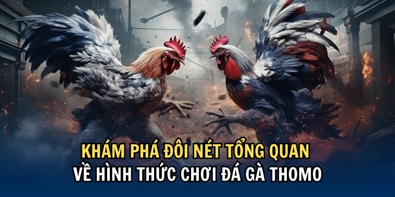 Khám phá sảnh đá gà thomo