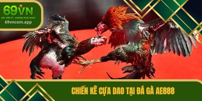 Chiến kê cựa dao tại đá gà AE888
