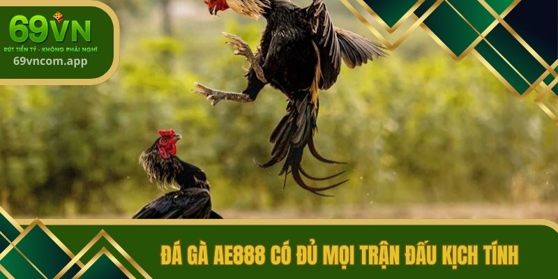 Đá gà AE888 có đủ mọi trận đấu kịch tính