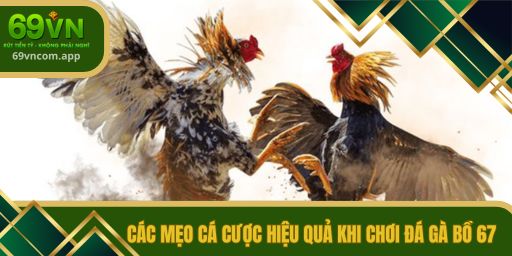 Các mẹo cá cược hiệu quả khi chơi đá gà bồ 67