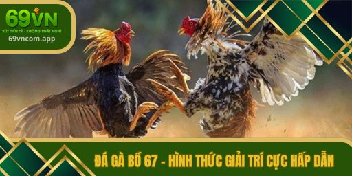 đá gà bồ 67