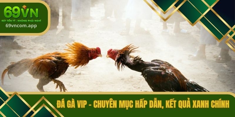 đá gà Vip