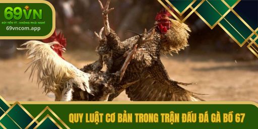 Quy luật cơ bản trong trận đấu đá gà bồ 67
