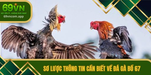 Sơ lược thông tin cần biết về đá gà bồ 67