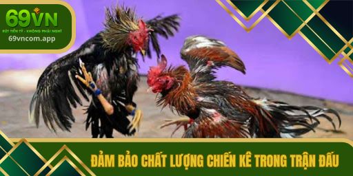 Đảm bảo chất lượng chiến kê trong trận đấu