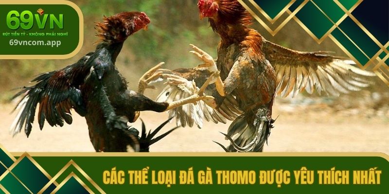Các thể loại đá gà Thomo được yêu thích nhất
