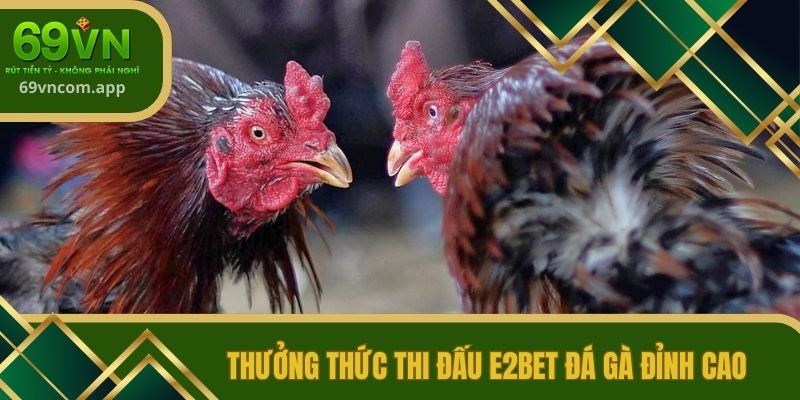 Thưởng thức thi đấu E2BET đá gà đỉnh cao
