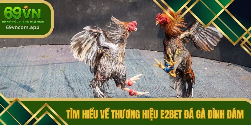 Tìm hiểu về thương hiệu E2BET đá gà đình đám