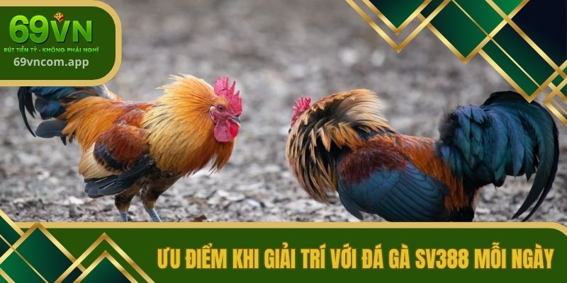 Ưu điểm khi giải trí với đá gà SV388 mỗi ngày